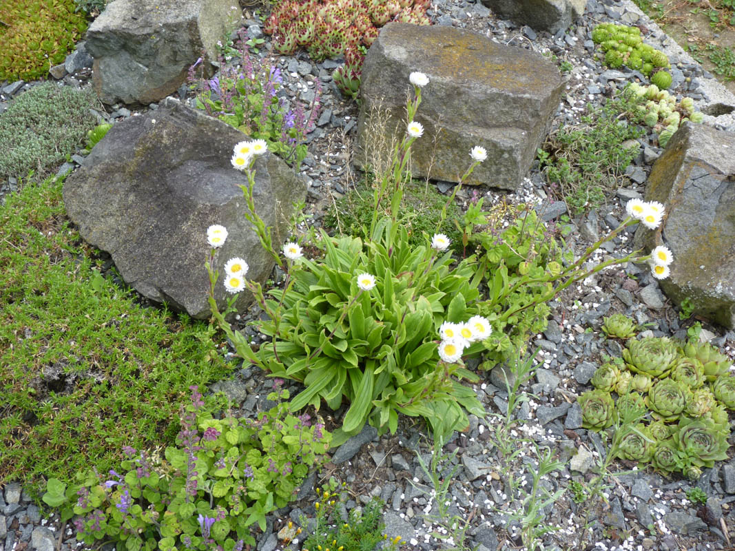 Helichrysum bellum photo